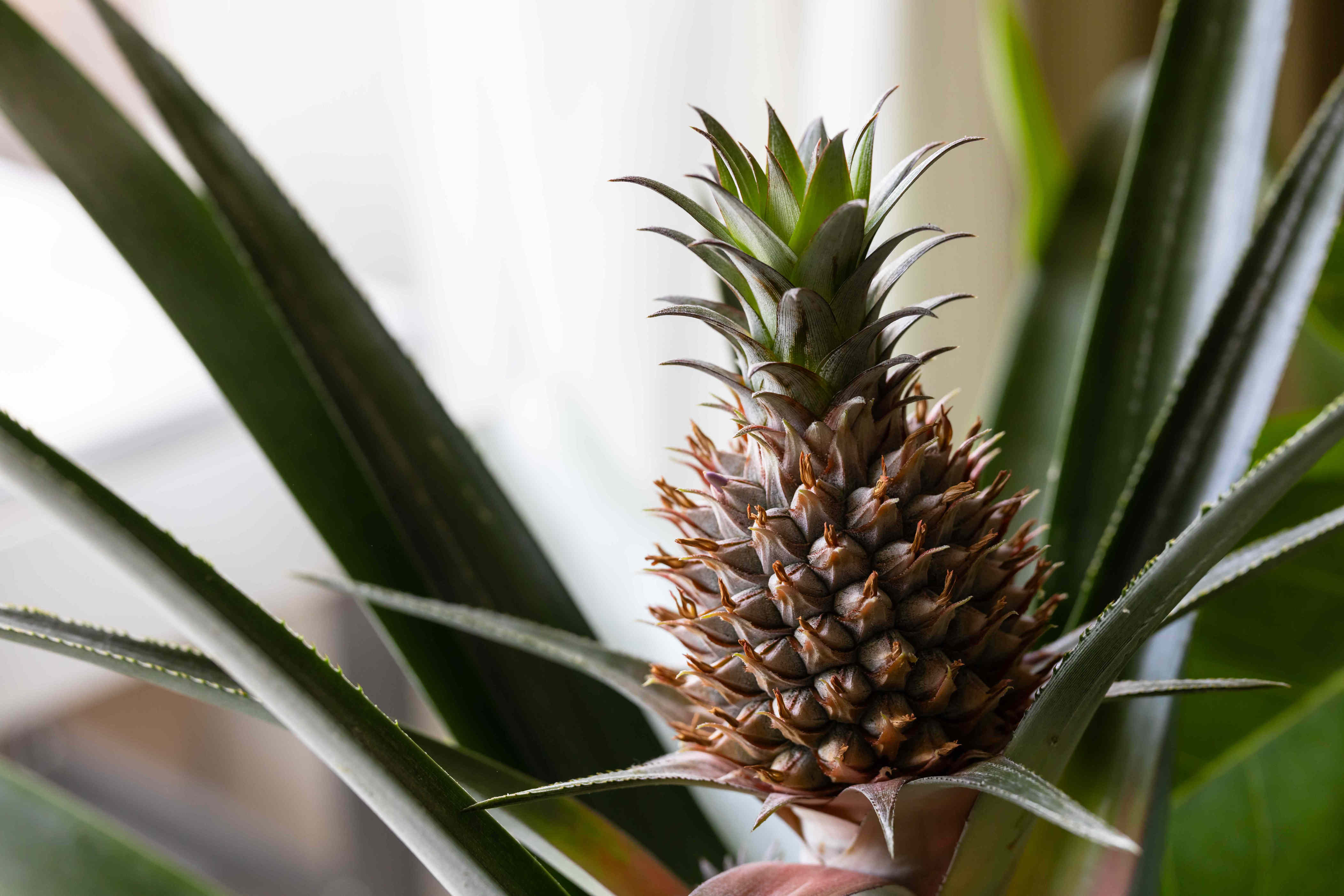 How to grow pineapple indoors or outside for sweet, homegrown fruit