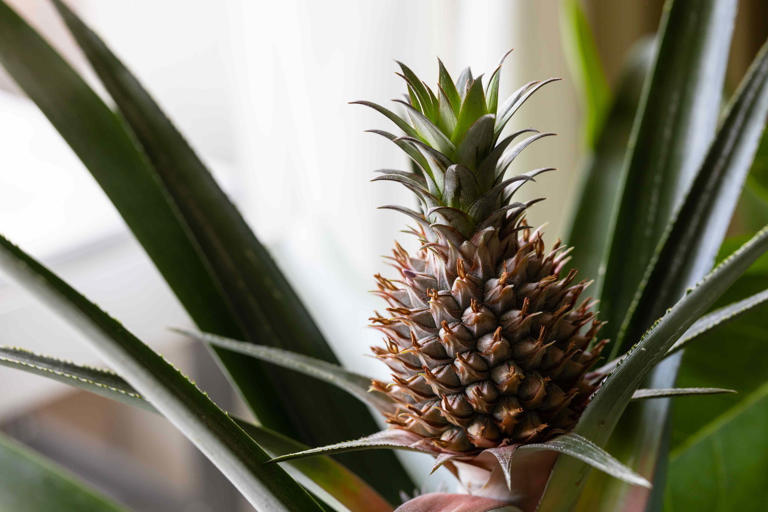 How to grow pineapple indoors or outside for sweet, homegrown fruit