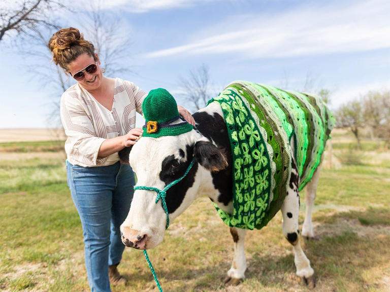 Calgary Marathon, cow sweaters and Calgary Stampeders Fan Fest: What ...