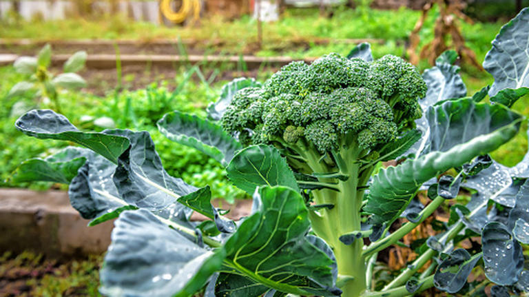 Is the broccoli you see in grocery stores man-made?