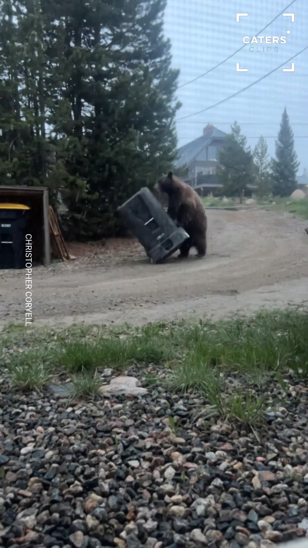 Frustrated bear tosses trash bin after failing to open it in Colorado