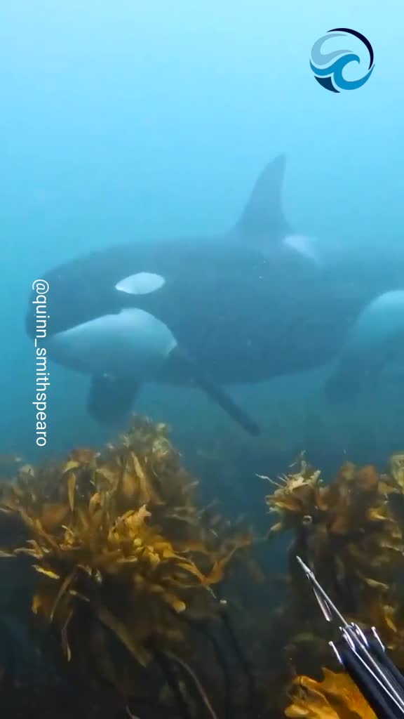 Orca mother and calf have close encounter with diver