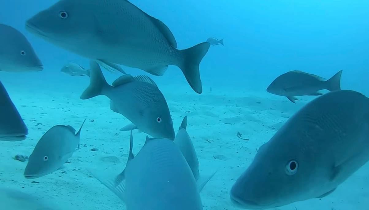 People left absolutely terrified after man dropped GoPro off cruise to ...