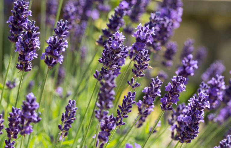 9 herbs to plant in fall for fresh flavor all season long
