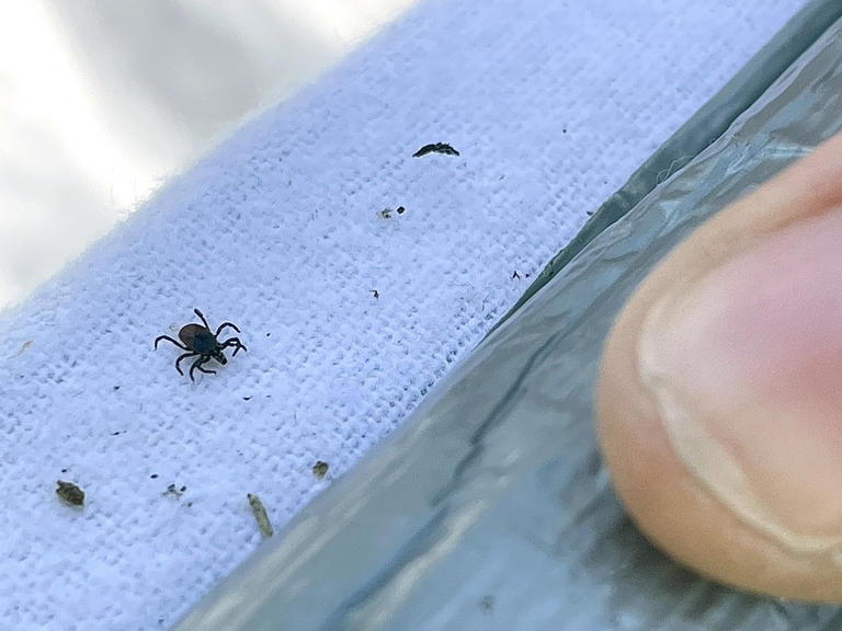 Tick season is already here: How to protect yourself and pets from ...