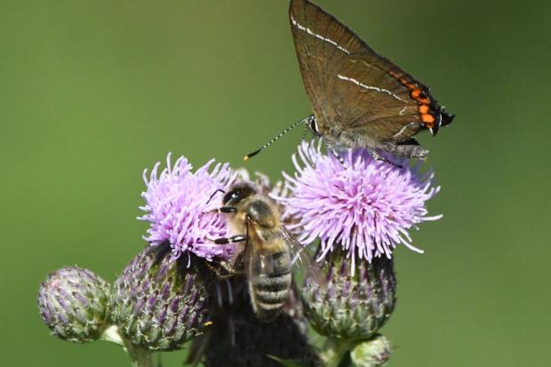 Bee Lines project creates wildflower habitats across 100 hectares of land