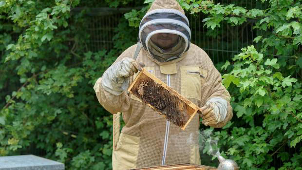 Honey bees move into hive at housing development