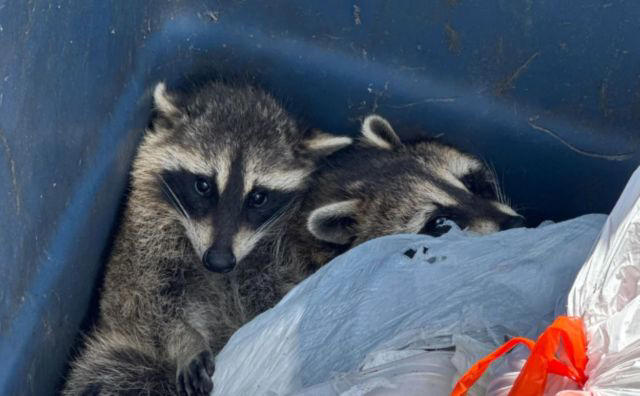 'Their mama is probably looking for them': Photo of 2 dumpster raccoons ...