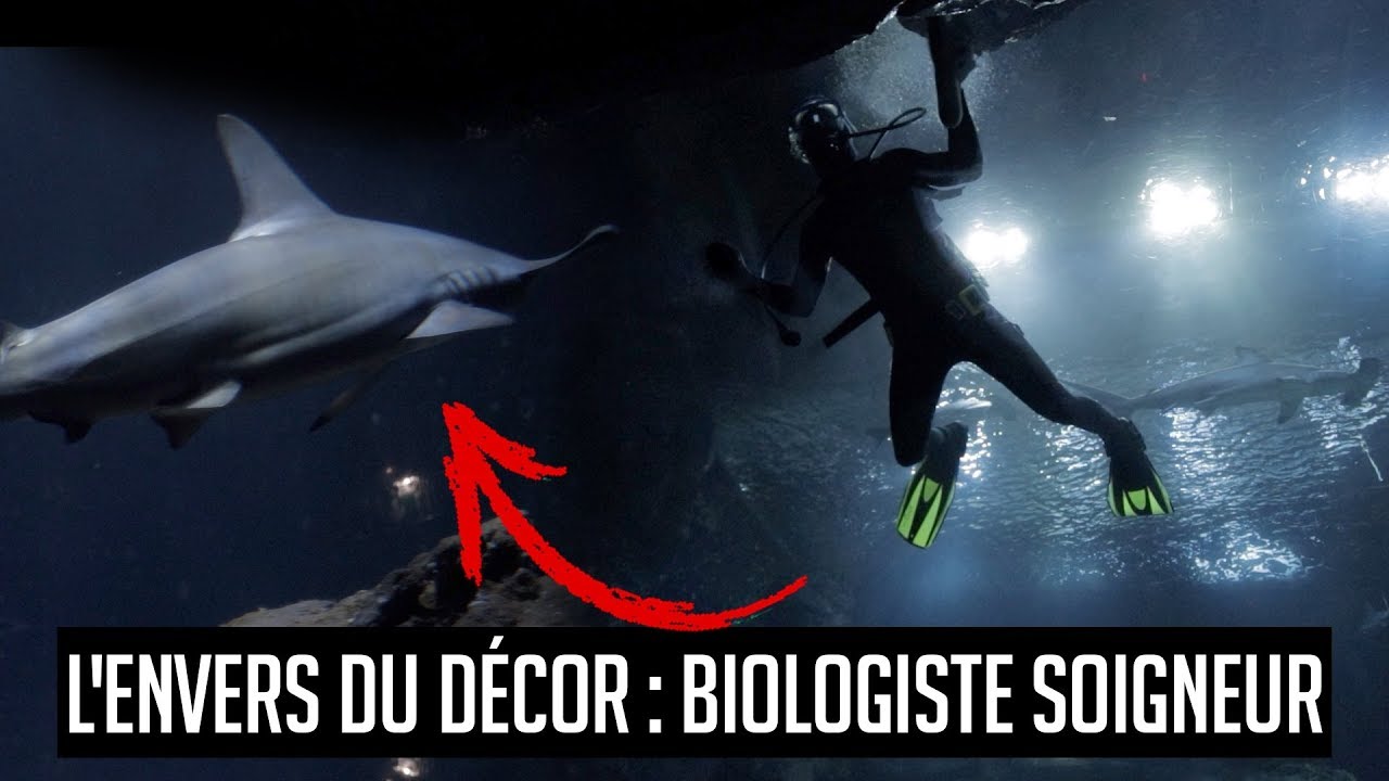 Une journée avec #4 : un biologiste soigneur en aquarium (découverte ...