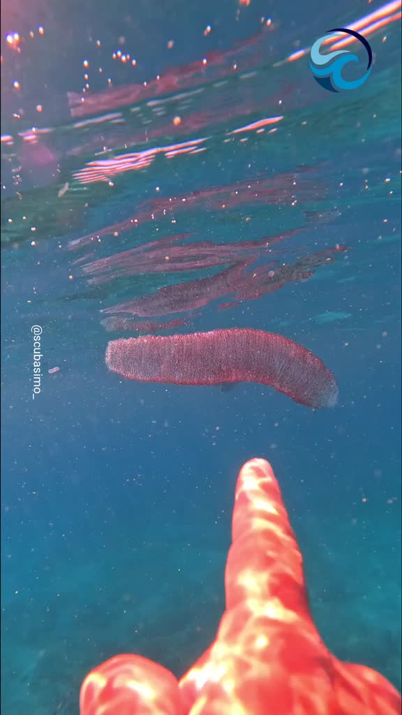 Diver encounters a rare diamondback squid egg mass