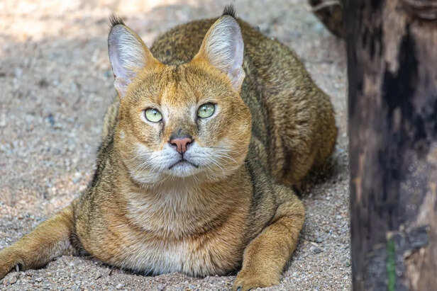 10 rarest cats on earth you’ll hardly ever see