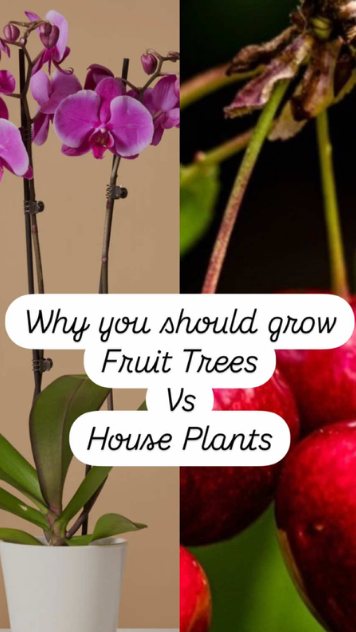 Why fruit trees beat houseplants in small spaces