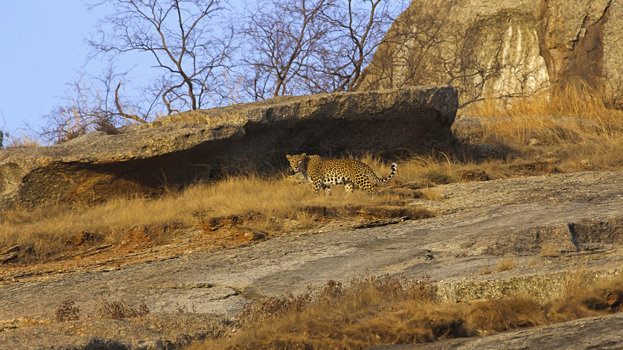 6 incredible Indian villages where humans and wildlife coexist closely