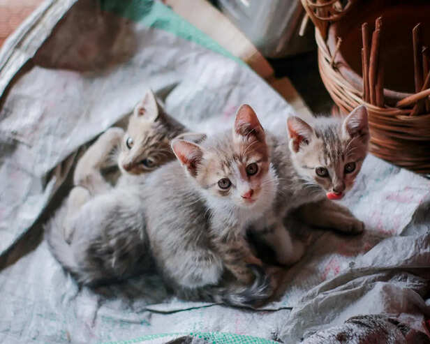 10 rarest cats on earth you’ll hardly ever see