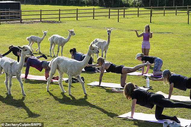 Animal lovers enjoy a Sunday morning Pilates class - with alpacas