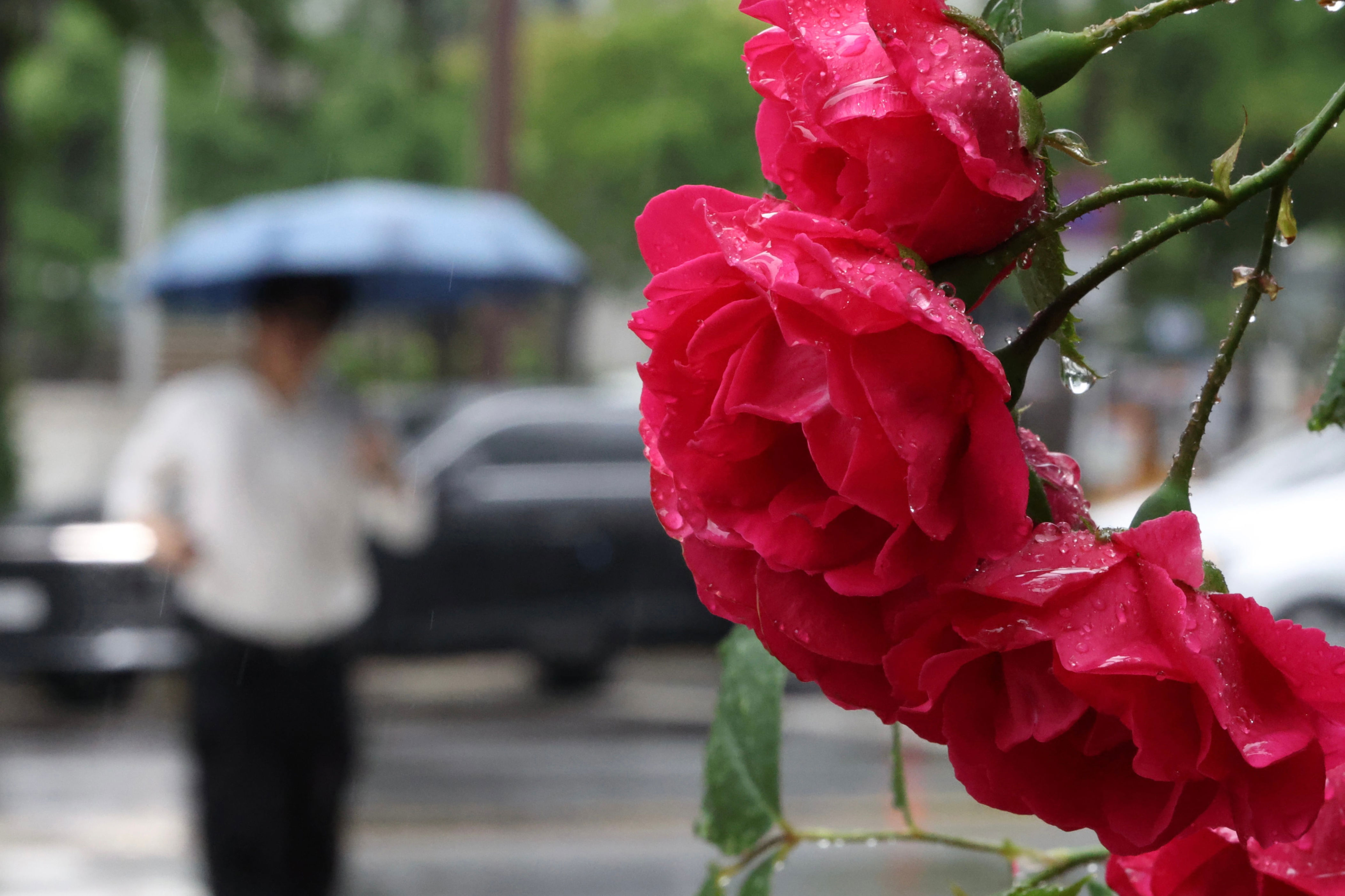 Heavy spring rain brings summer-level downpours across South Korea