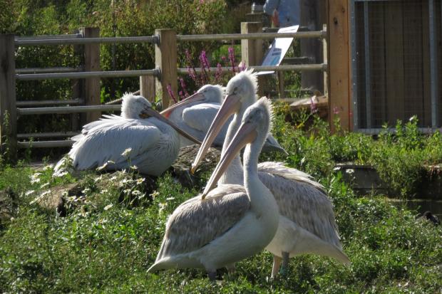 Wetland centre welcomes three rare birds from conservation programme