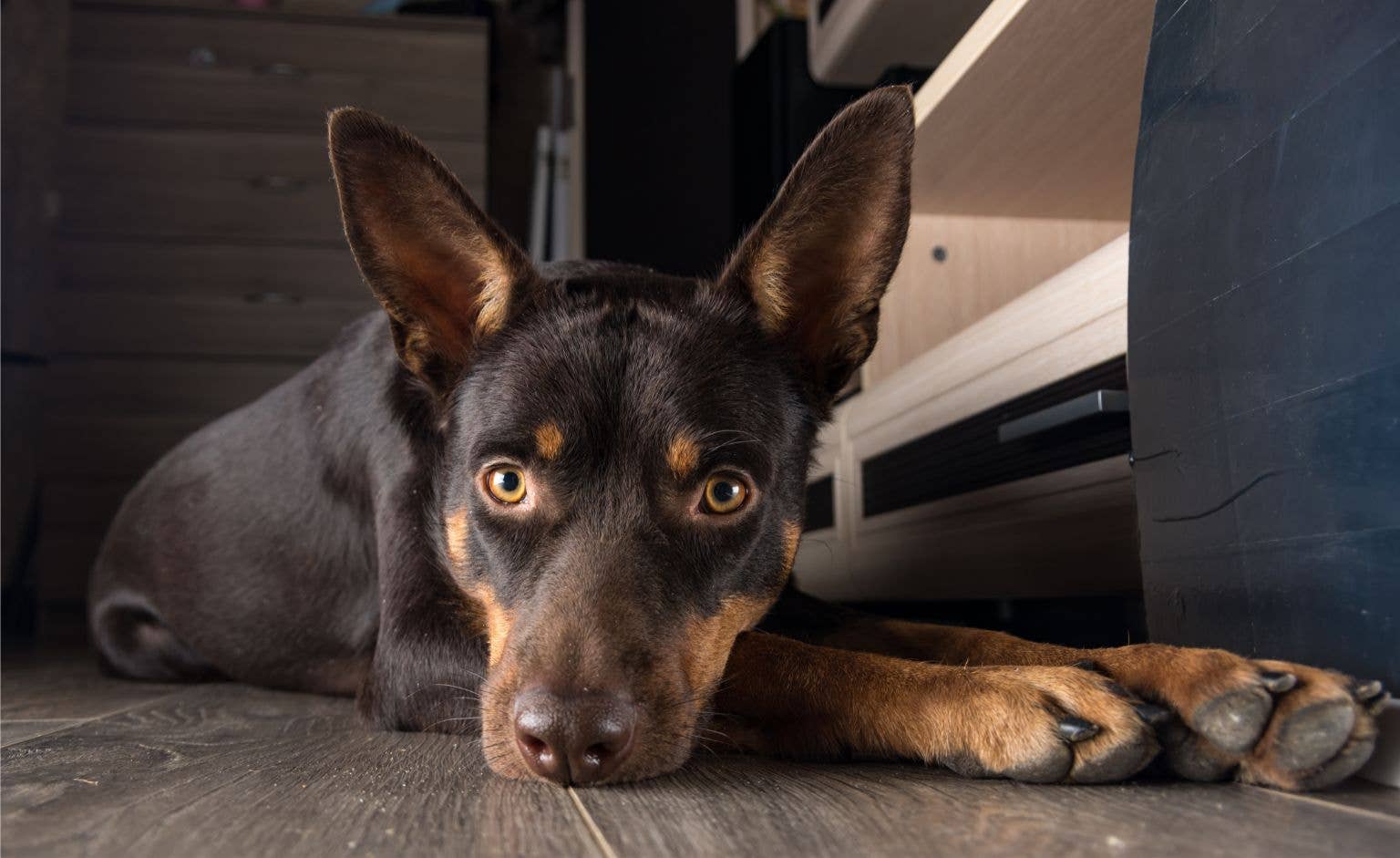Meet Olaf: The scared senior kelpie mix desperately seeking a loving home