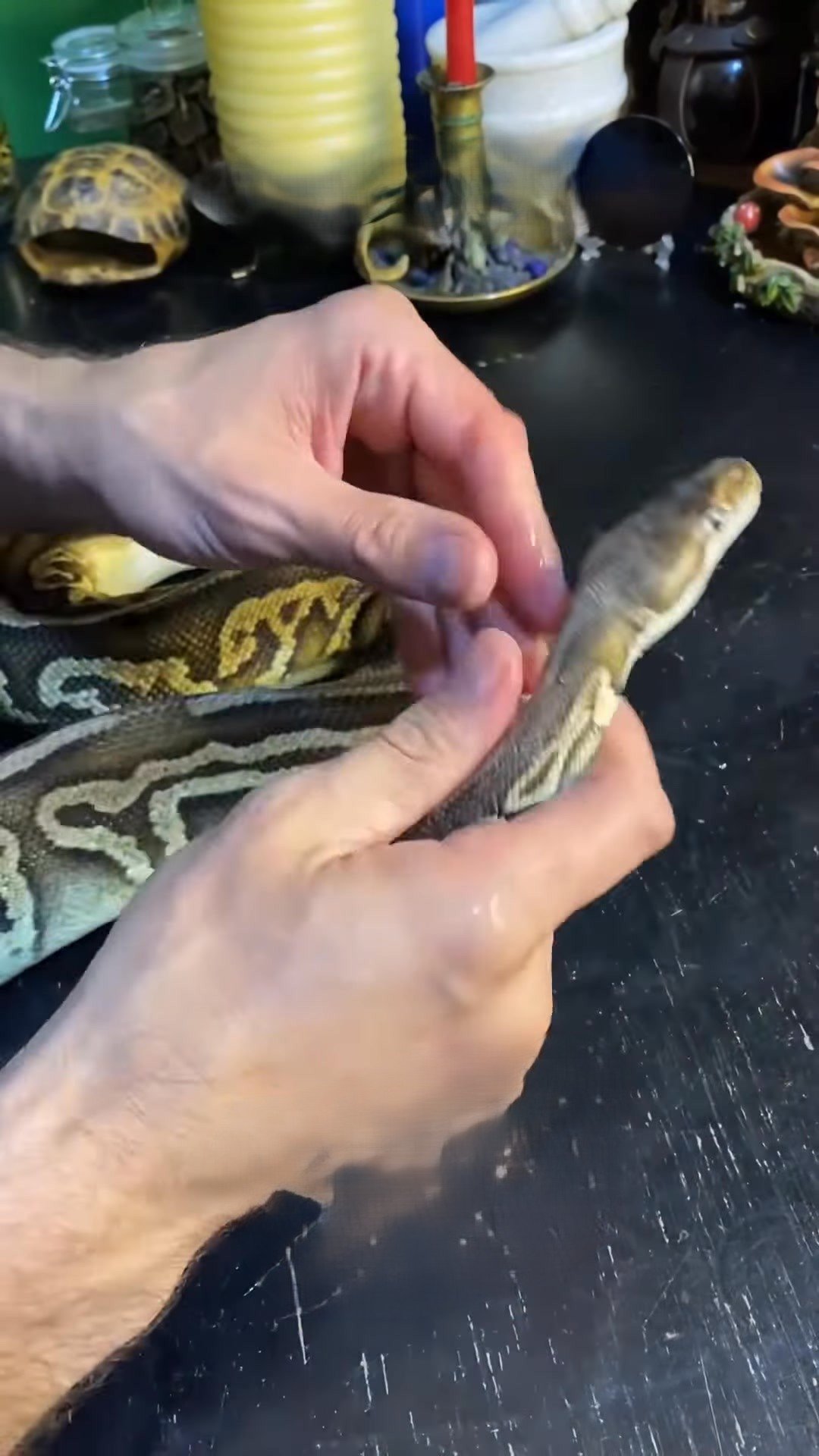 View of The Molinaro Snake Lab: Ball python lays more eggs