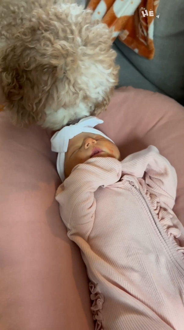 Adorable cavapoo meets newborn baby for the first time