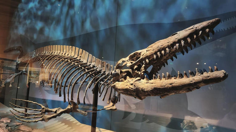 Descubren una nueva especie de T rex en las antiguas aguas de Texas