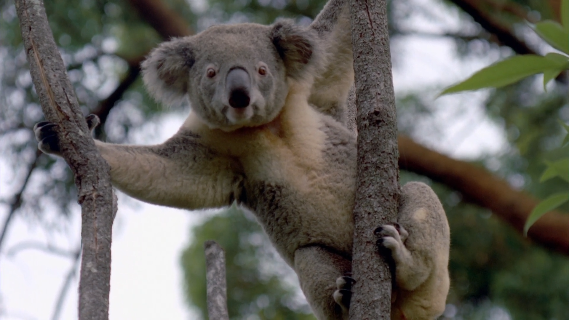 These fluffy koalas sleep 20 hours a day and still look adorable