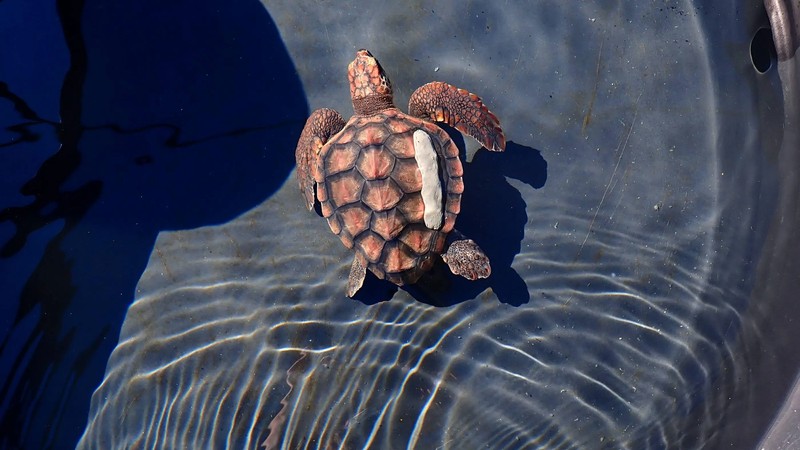 Loggerhead turtle Kai returns to the ocean after six years of ...