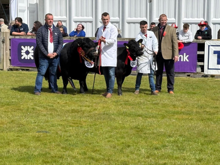 Ballyhartfield Barua back with a bang at Balmoral Show 2026