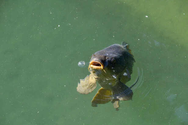Fish can suffocate in water? The truth is wild