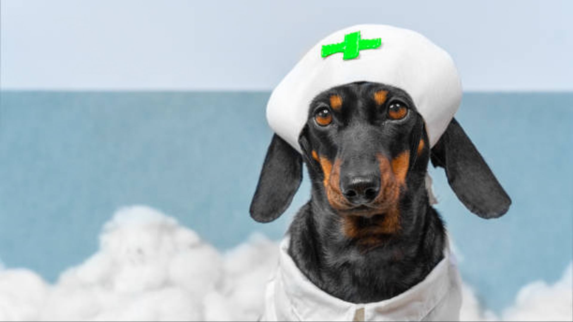 10 motivi per cui avere un cane fa bene alla salute