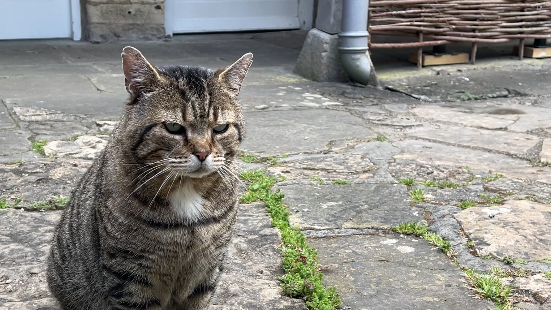 The cat who jumped off a boat to find his forever family