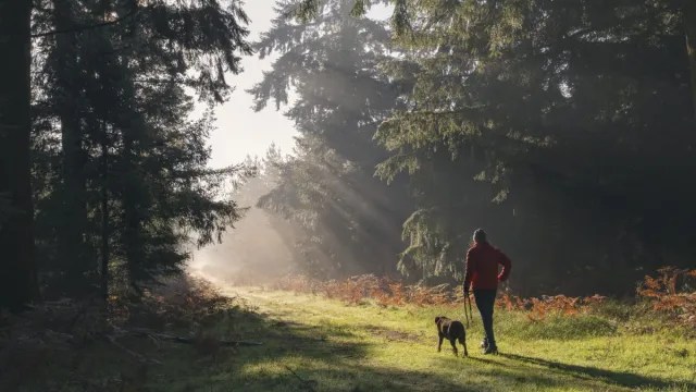 A new national forest, the size of London, could be coming to an area near you