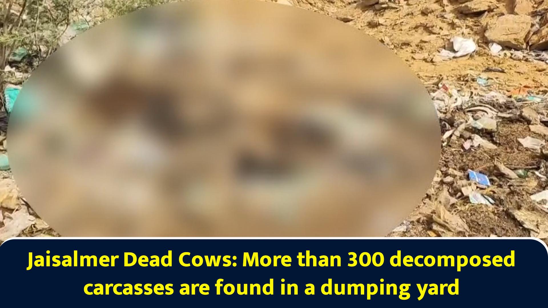 Jaisalmer dead cows: More than 300 decomposed carcasses are found in a ...