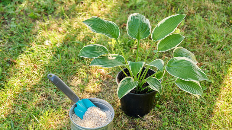 How to fertilize transplanted hostas to boost root growth