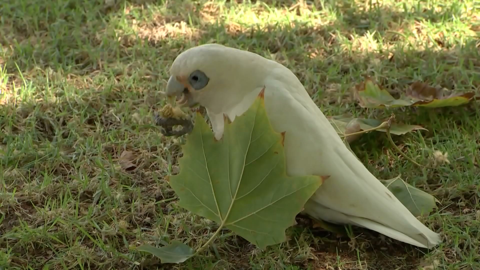Record 5 million birds counted by 64 thousand people