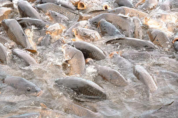 Fish can suffocate in water? The truth is wild