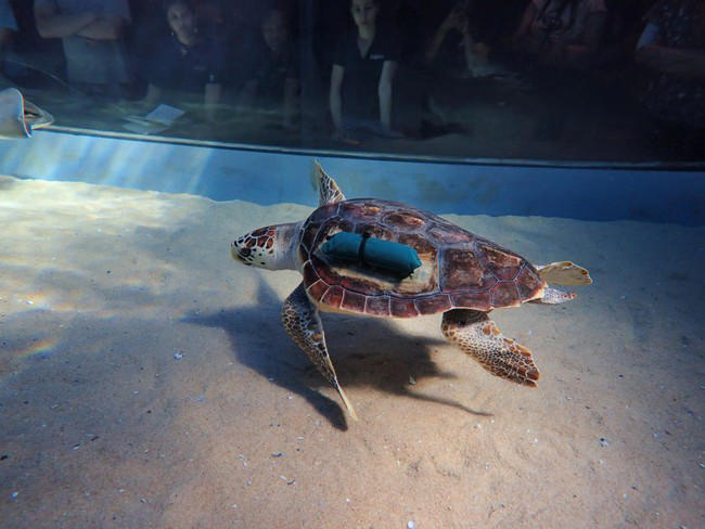 Loggerhead turtle Kai returns to the ocean after six years of ...