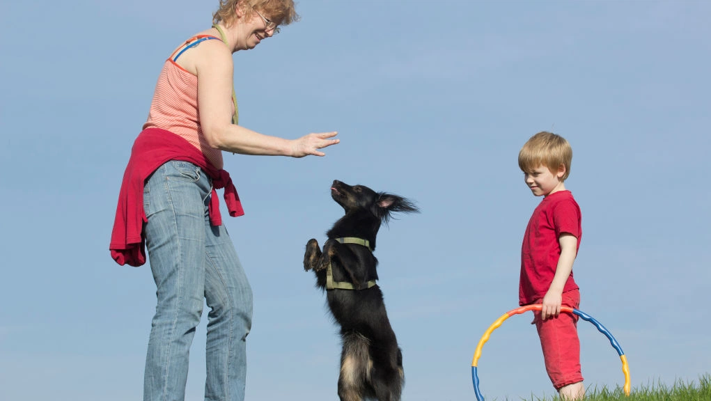 Image showcasing Building trust through positive dog training