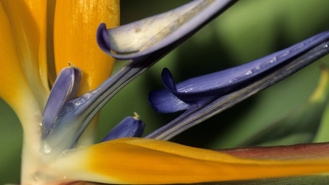 Bird of paradise care made simple for plant lovers