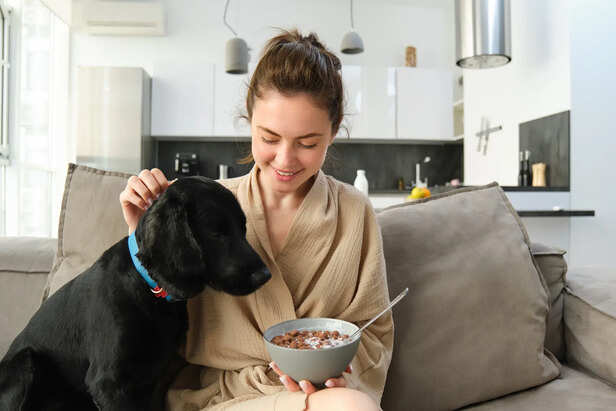 Picture of Obesity in pets: Causes and prevention