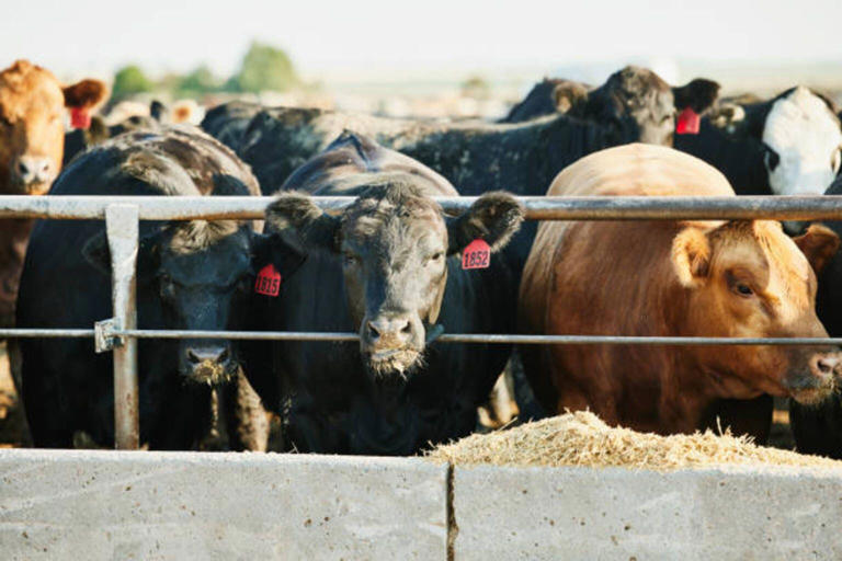 China halts licenses for US beef exporters shortly after renewing them ...