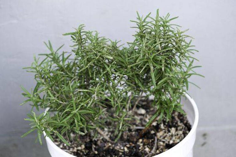 Common herb makes floors and upholstery fresher by acting as natural ...