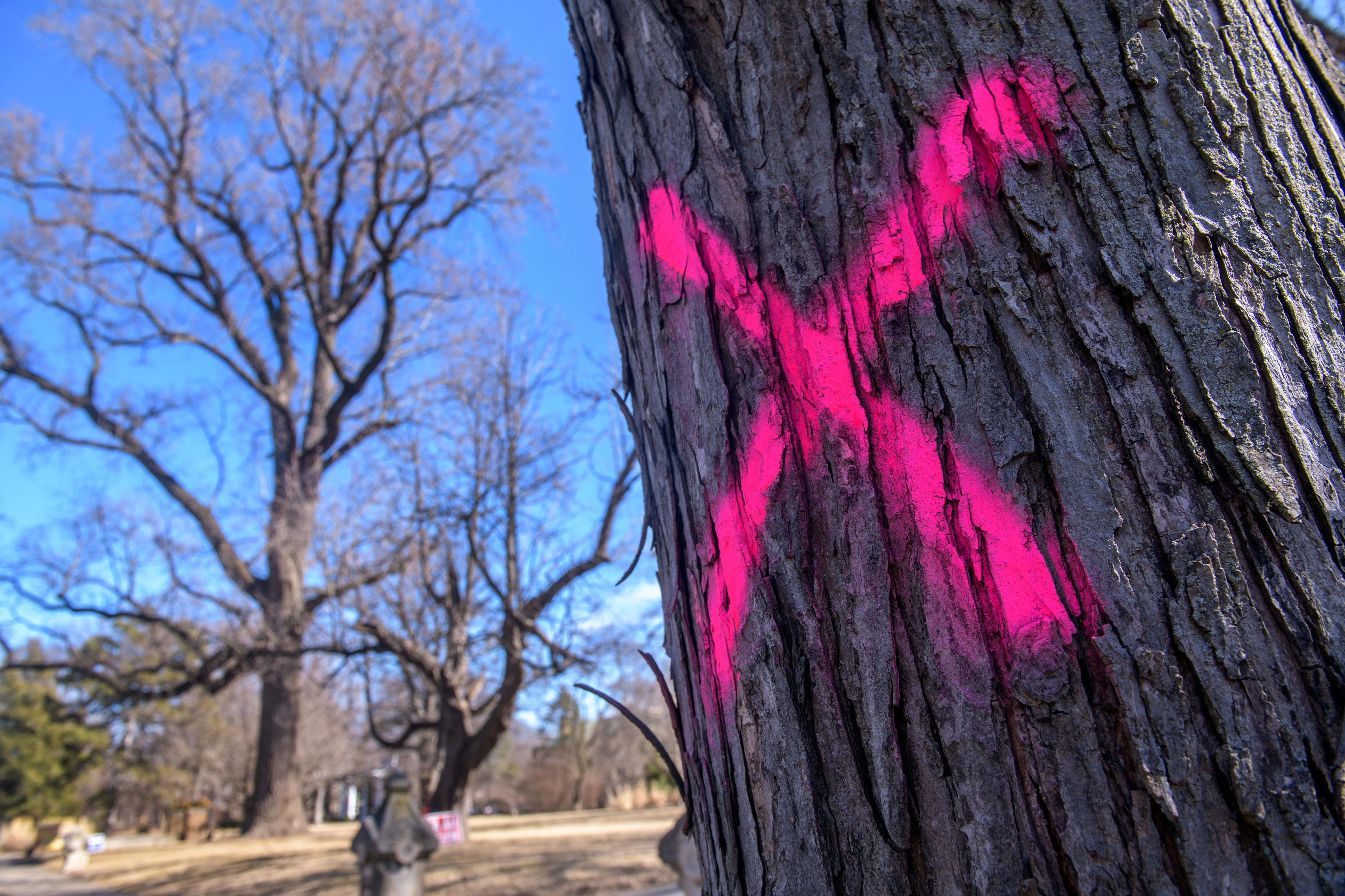 Freeport trees to be removed for construction project