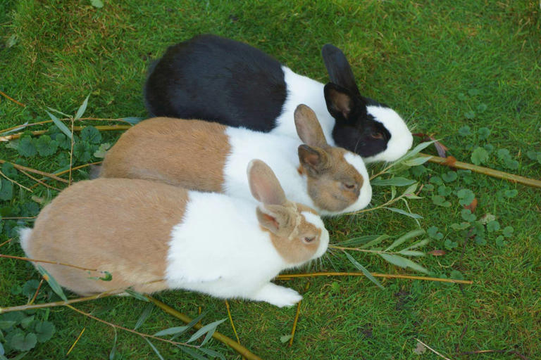 7 best pet rabbit breeds for beginners, according to a vet