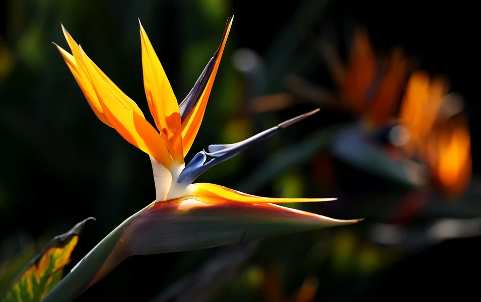Bird of paradise care made simple for plant lovers