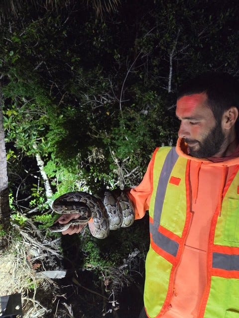Florida python hunter's haul in April amounts to healthy cash bonuses