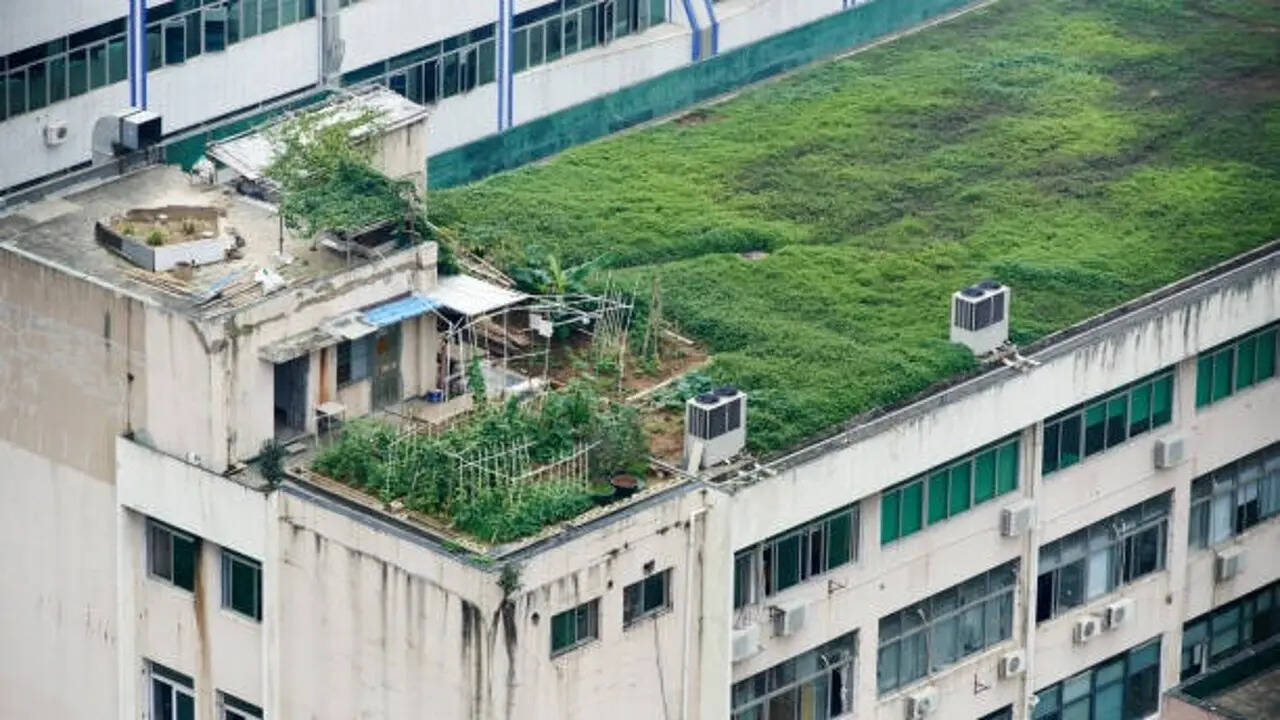 The 'cool roof garden' trend taking over Indian apartments: Here's how ...