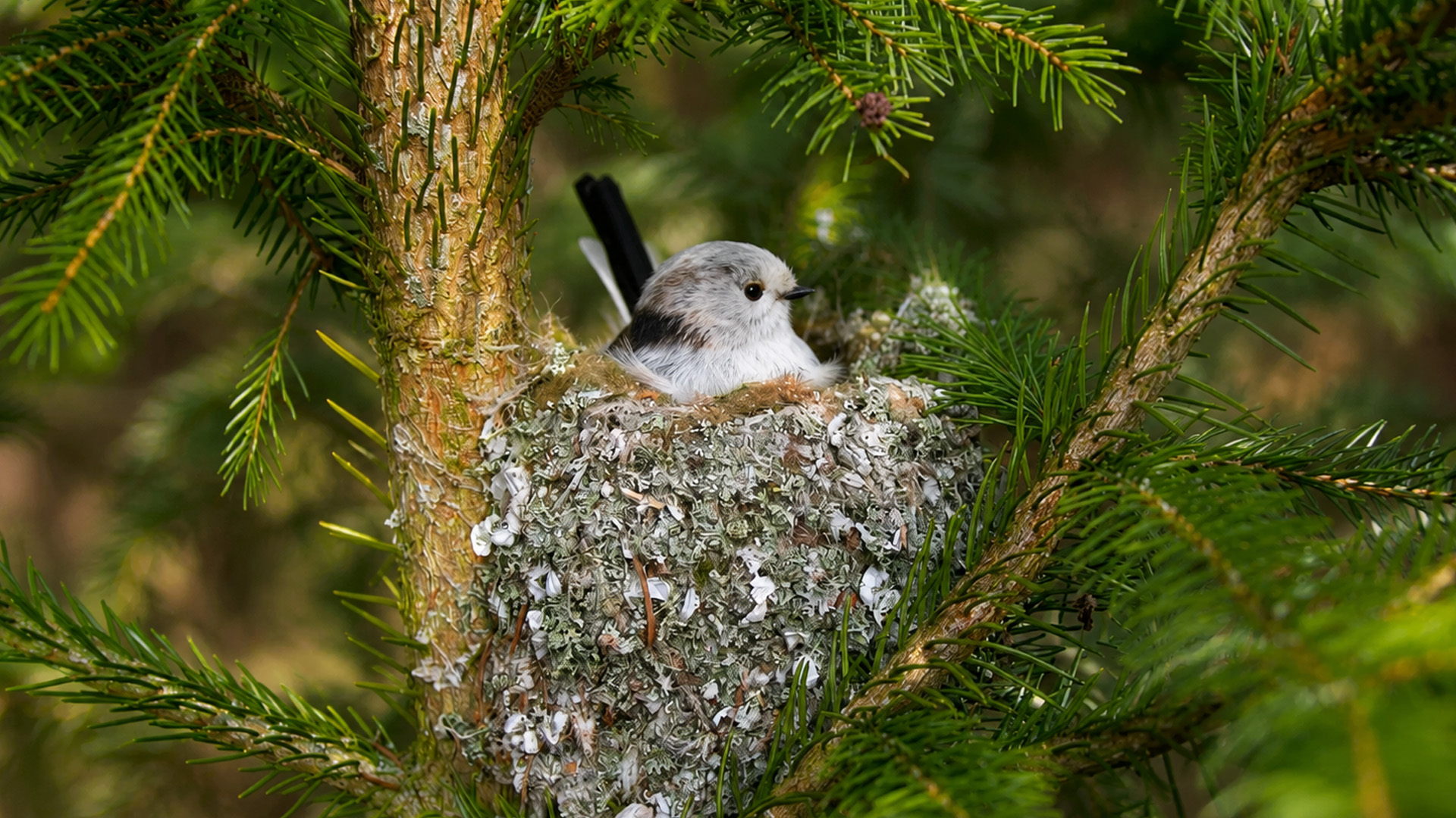Une caméra cachée révèle un magnifique nid d’oiseau dissimulé parmi les ...