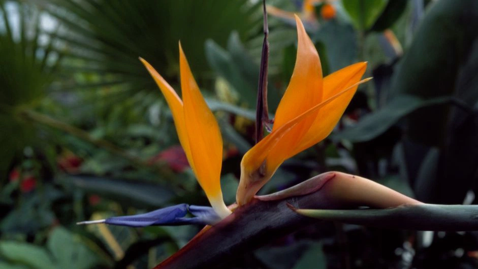 Bird of paradise care made simple for plant lovers