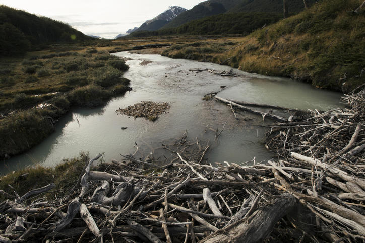 Perché la discarica di Ushuaia è diventata la meta preferita di chi fa ...